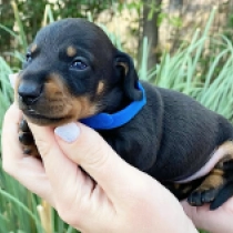 Chat – miniature, black and tan Teckel en venta