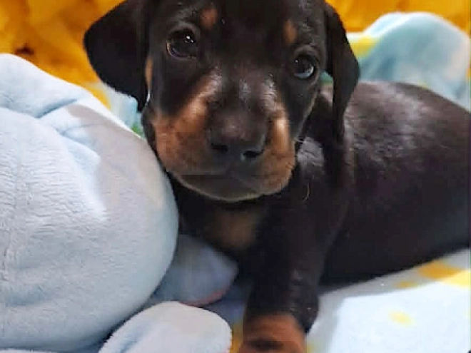 Dachshund puppy for sale