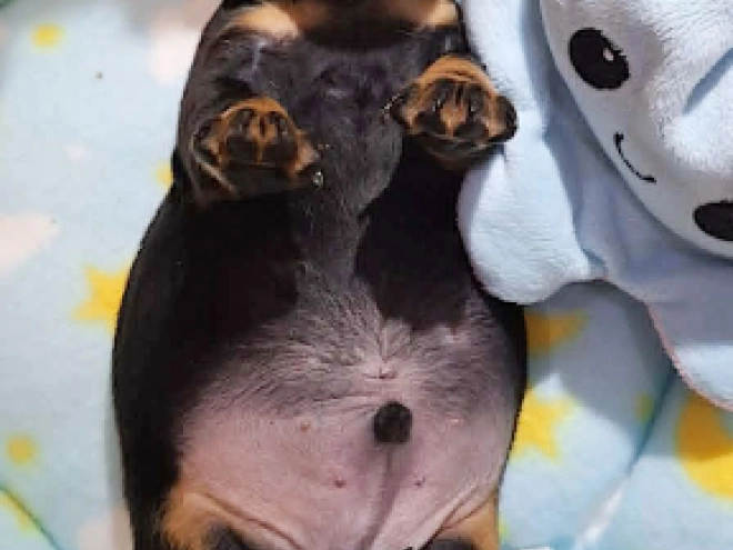 Dachshund puppy for sale