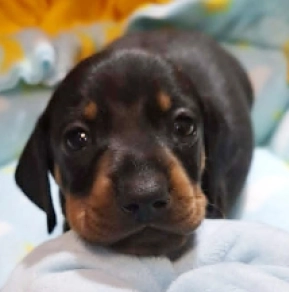 Dachshund puppy for sale