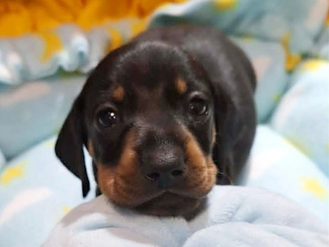 Dachshund puppy for sale