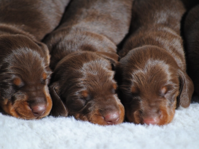 Dachshund puppy for sale