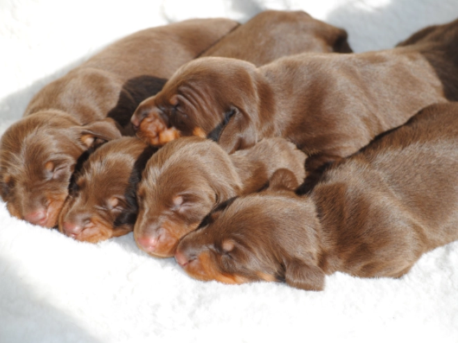 Dachshund puppy for sale