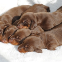 Promising miniature litter, brown and tan Dachshund for sale
