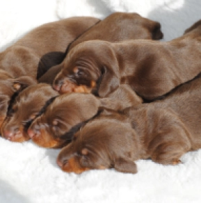 Dachshund puppy for sale
