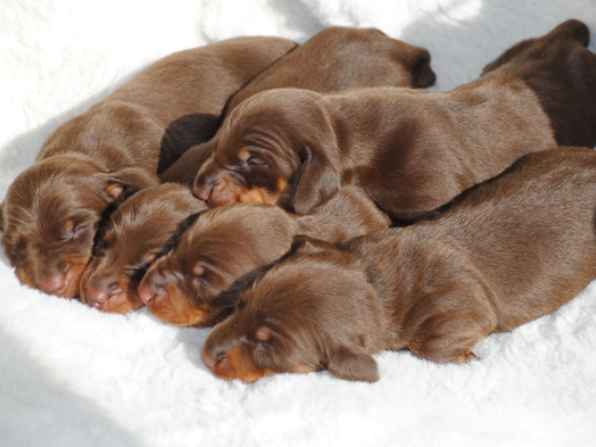 Dachshund puppy for sale
