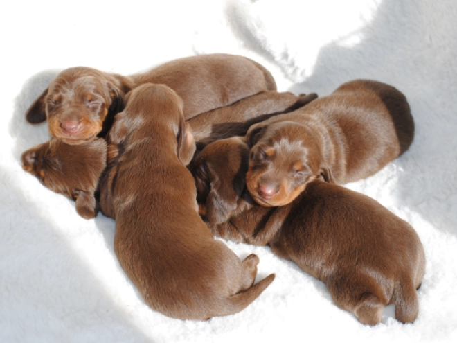 Dachshund puppy for sale