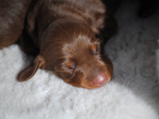 Dachshund puppy for sale