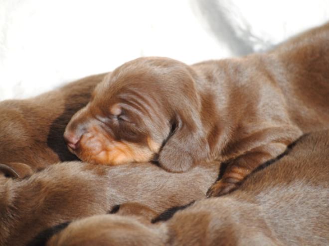 Dachshund puppy for sale