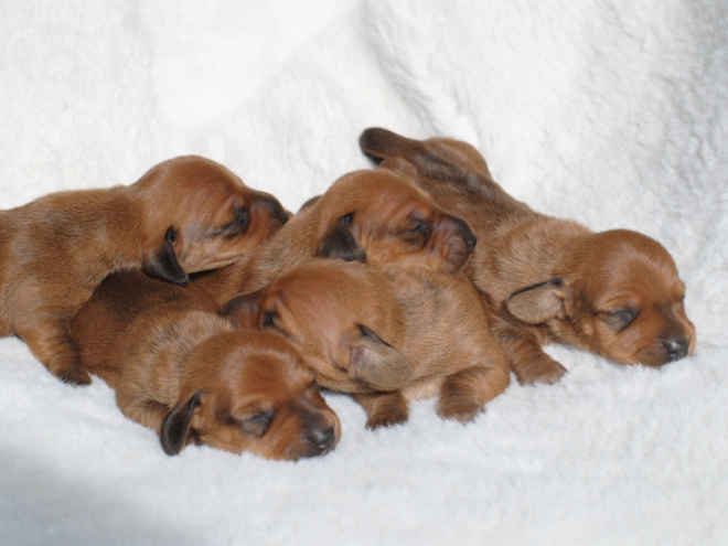 Dachshund puppy for sale