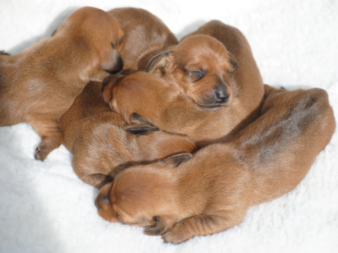 Dachshund puppy for sale
