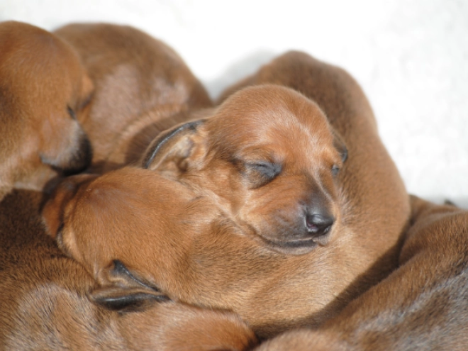 Dachshund puppy for sale