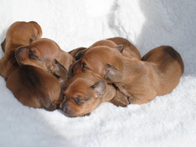 Dachshund puppy for sale