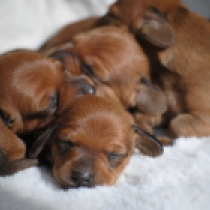 Promising red miniature litter, red Dachshund for sale