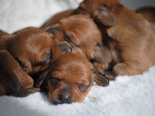 Dachshund puppy for sale