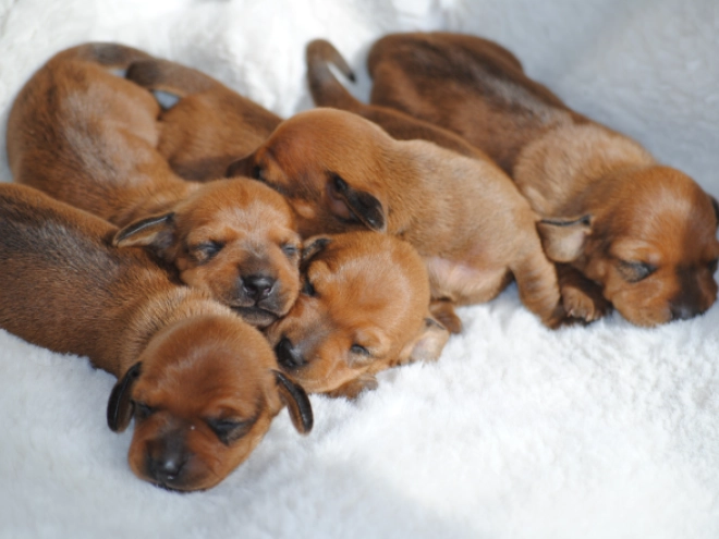 Dachshund puppy for sale