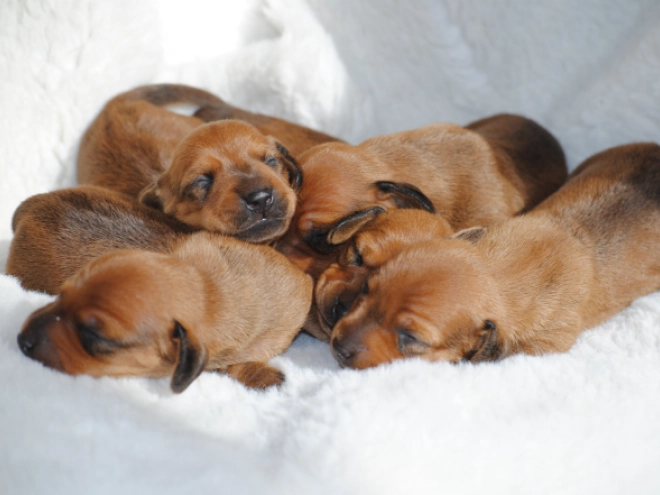 Dachshund puppy for sale