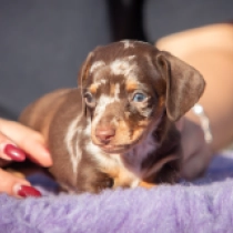 Little Dog – miniature, tiger Dachshund for sale