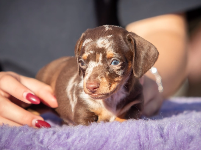 Dachshund puppy for sale