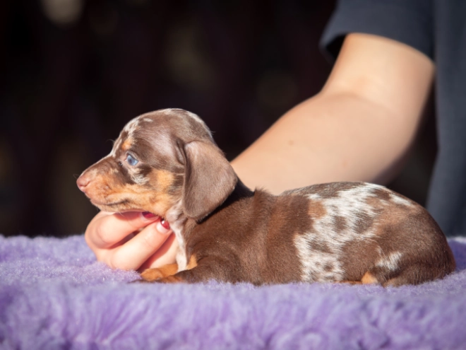 Dachshund puppy for sale