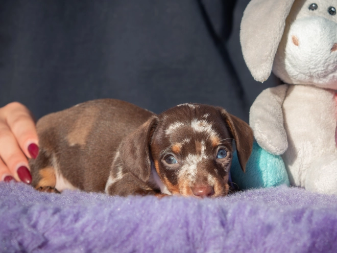 Dachshund puppy for sale