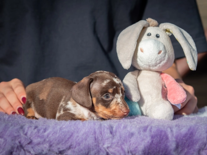 Dachshund puppy for sale