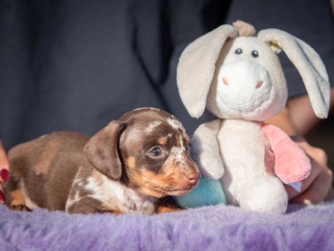 Dachshund puppy for sale