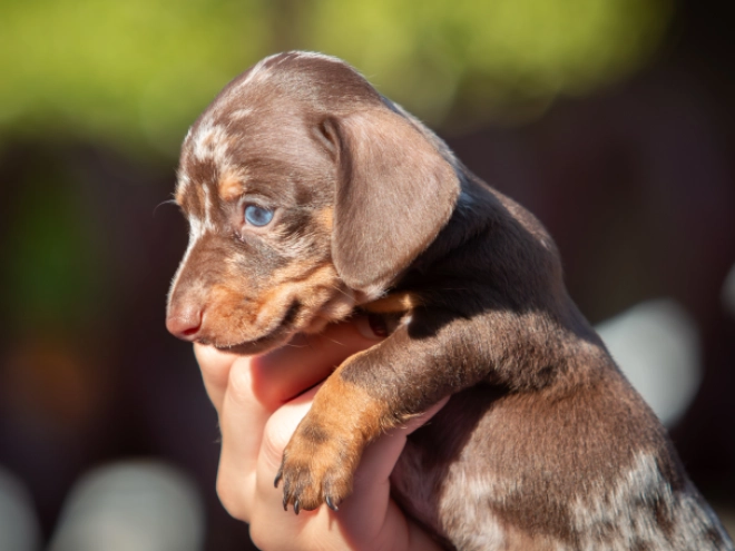 Dachshund puppy for sale