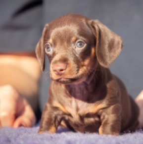 Dachshund puppy for sale