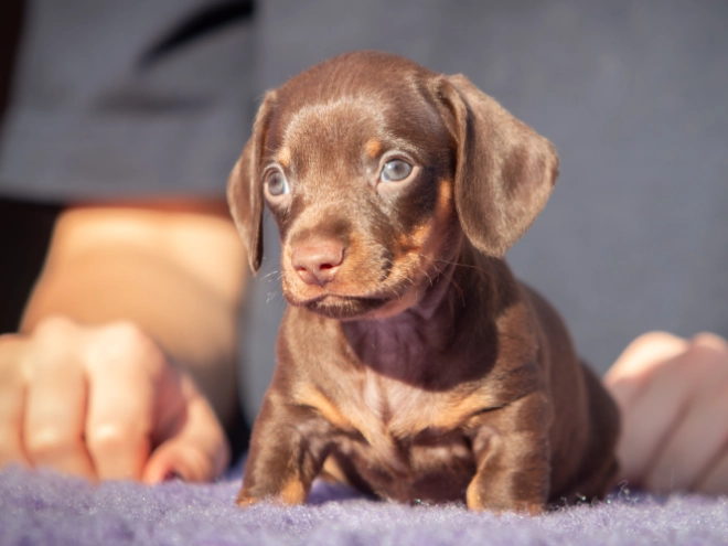 Dachshund puppy for sale