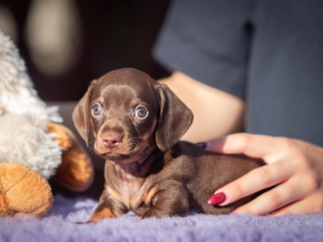 Dachshund puppy for sale