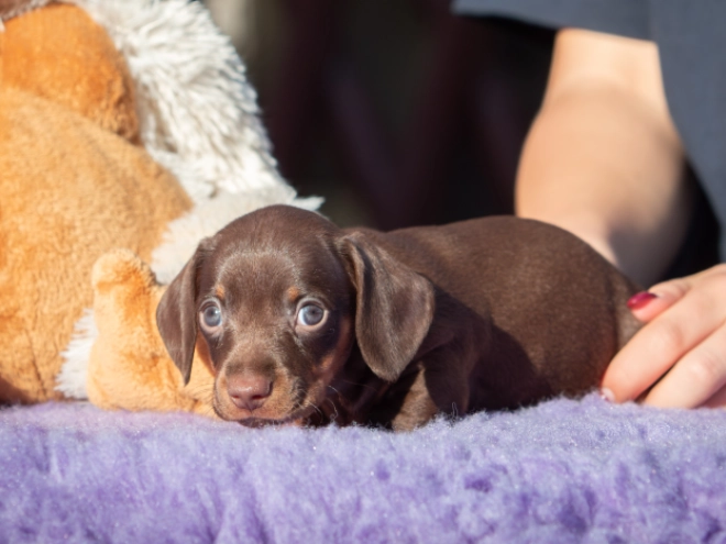 Dachshund puppy for sale