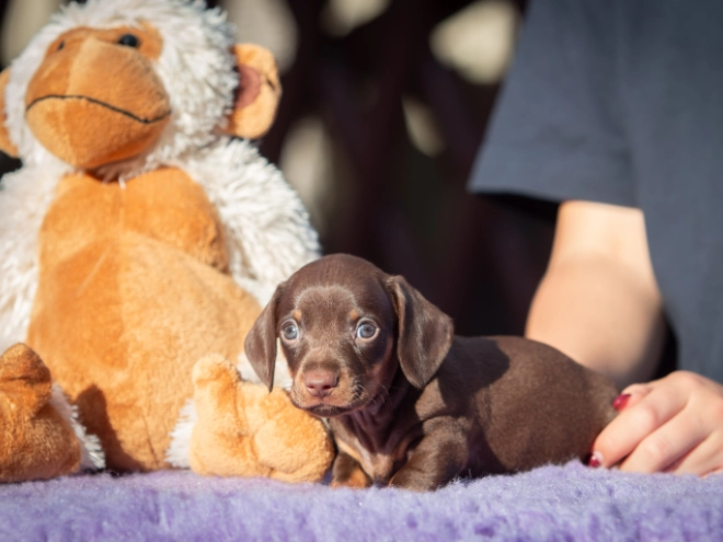 Dachshund puppy for sale