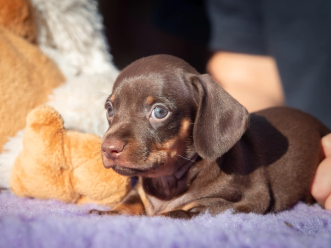 Dachshund puppy for sale