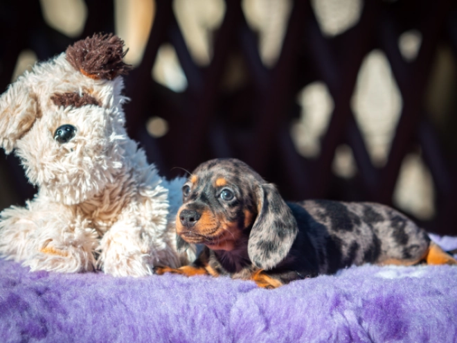 Dachshund puppy for sale