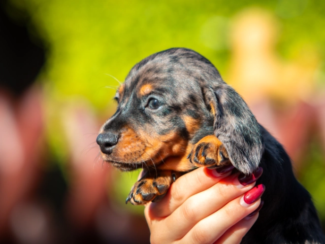 Dachshund puppy for sale