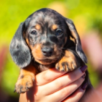 Hiccup – miniature, tiger Dachshund for sale