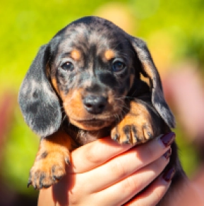 Dachshund puppy for sale