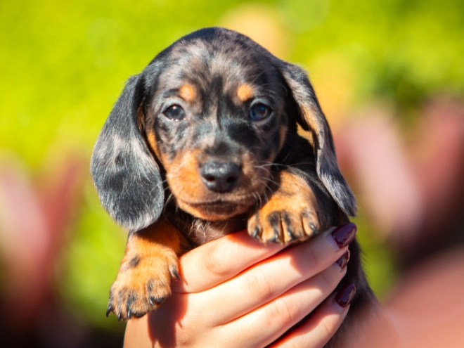 Dachshund puppy for sale