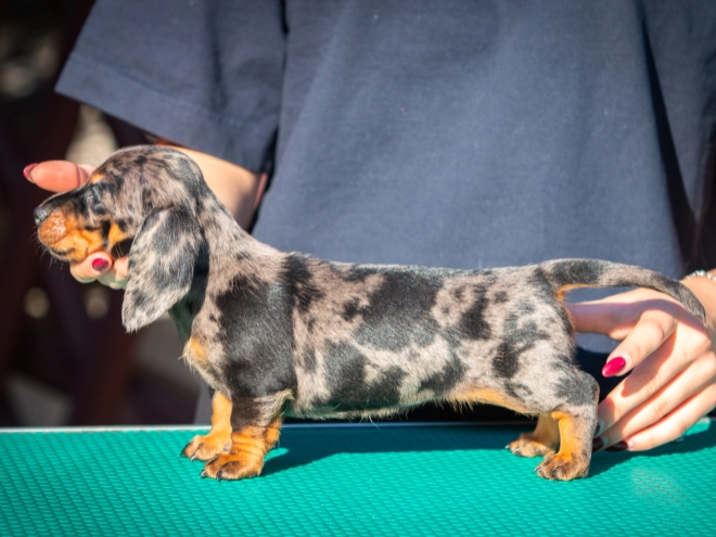 Dachshund puppy for sale