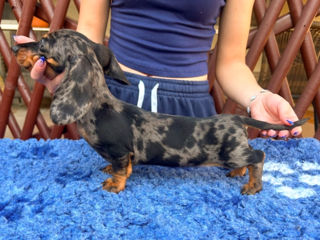 Dachshund puppy for sale