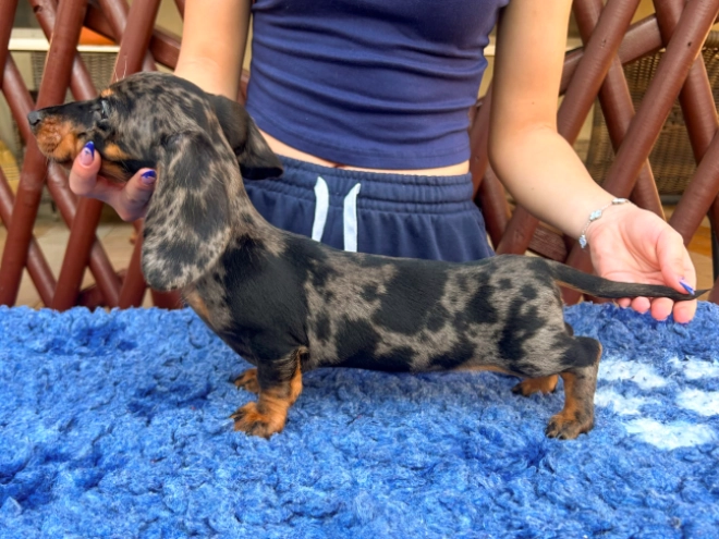 Dachshund puppy for sale