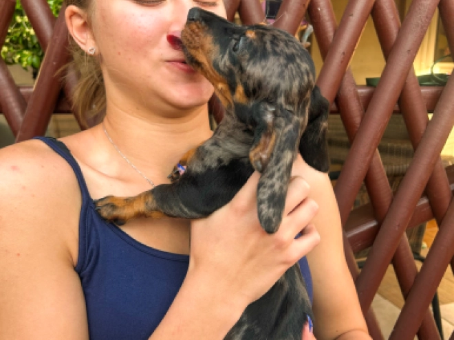 Dachshund puppy for sale