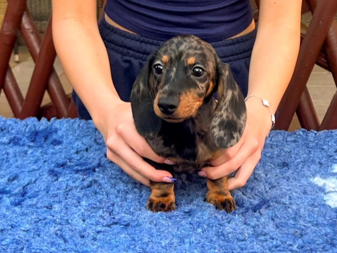 Dachshund puppy for sale