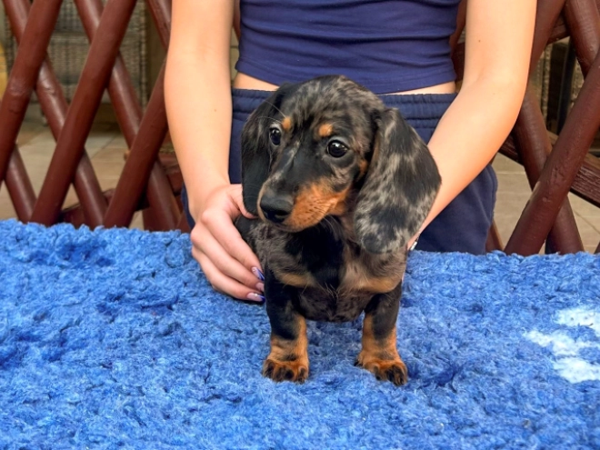 Dachshund puppy for sale
