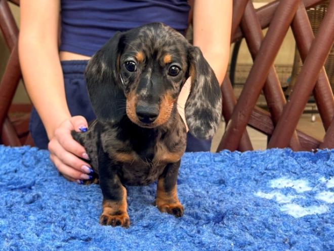 Dachshund puppy for sale