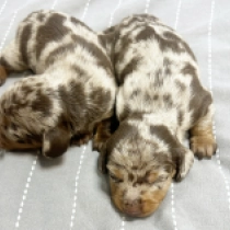 Promising litter, merle, black and tan Dachshund for sale