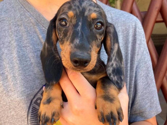 Dachshund puppy for sale