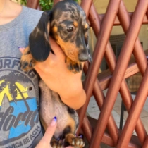 Hiccup – miniature, tiger Dachshund for sale