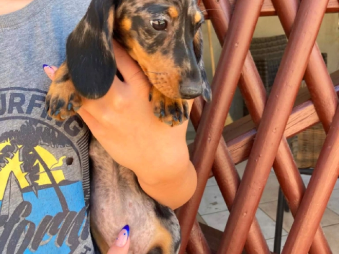 Dachshund puppy for sale
